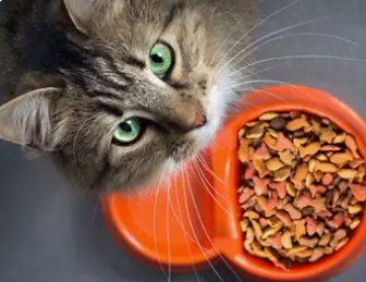 Comida para gato
